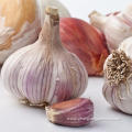 Hot Sale Best White Garlic Seeds